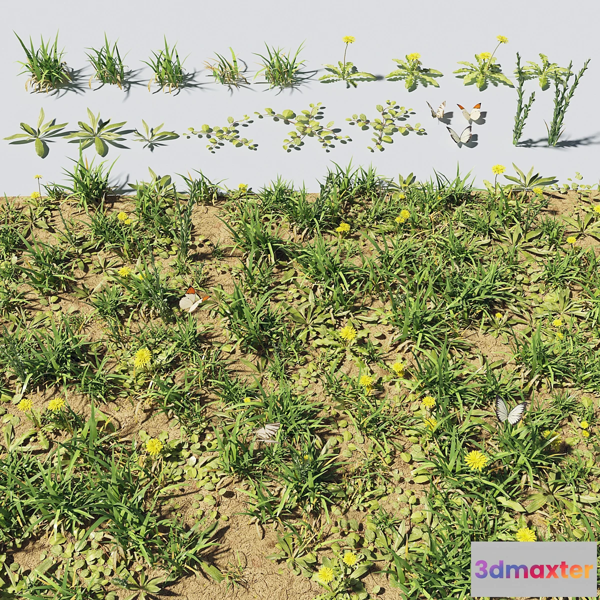 666857 - Grass & plants