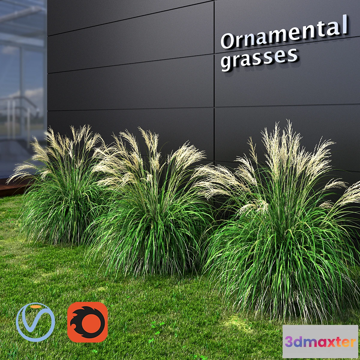 671381 - Ornamental grass Miscanthus small