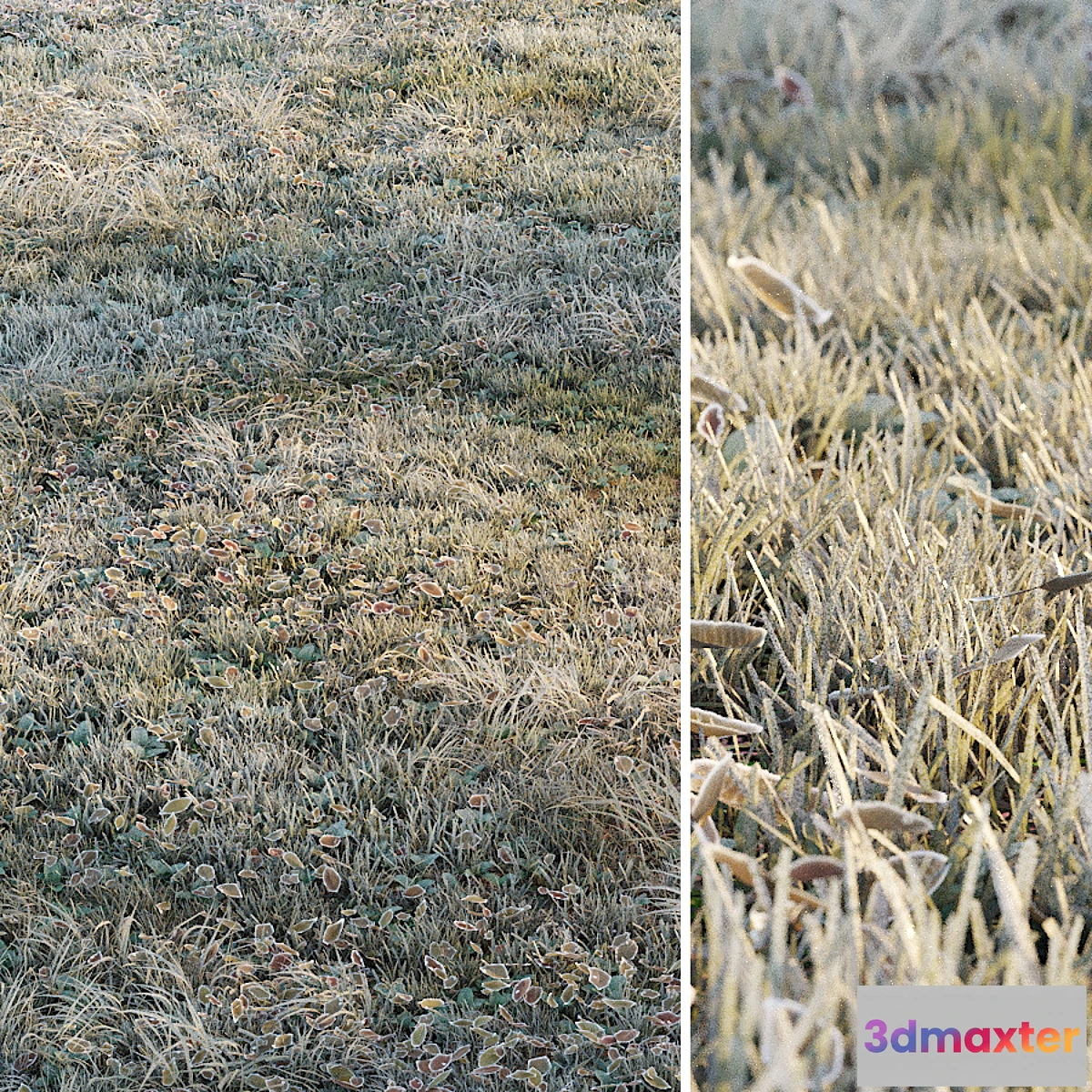 675973 - Frosty grass
