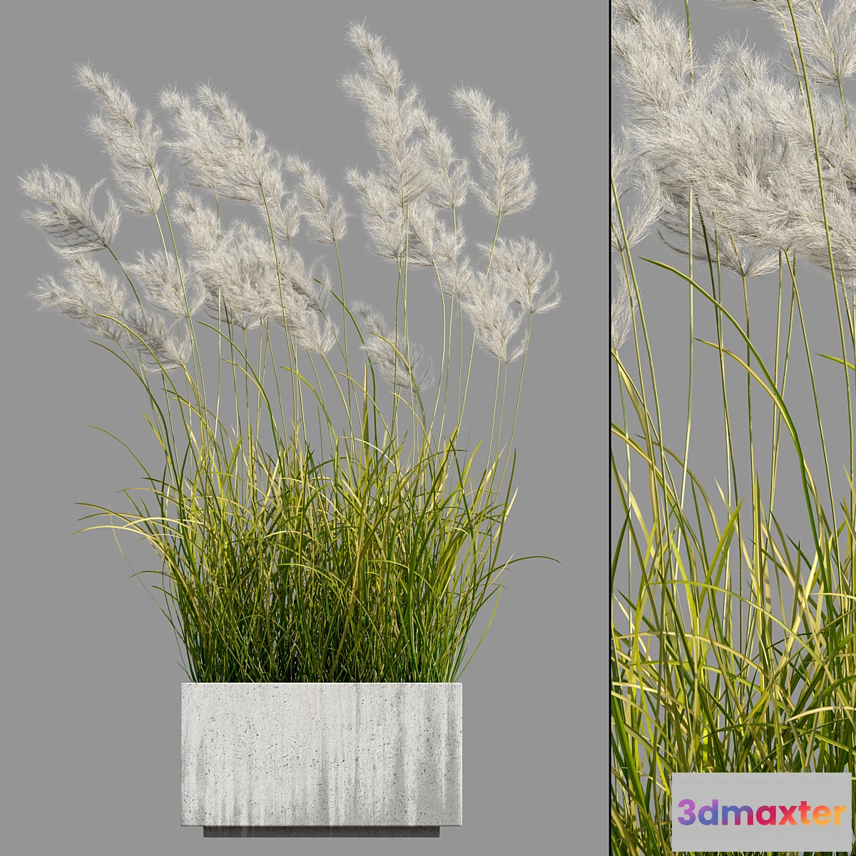 675977 - pampas grass 3