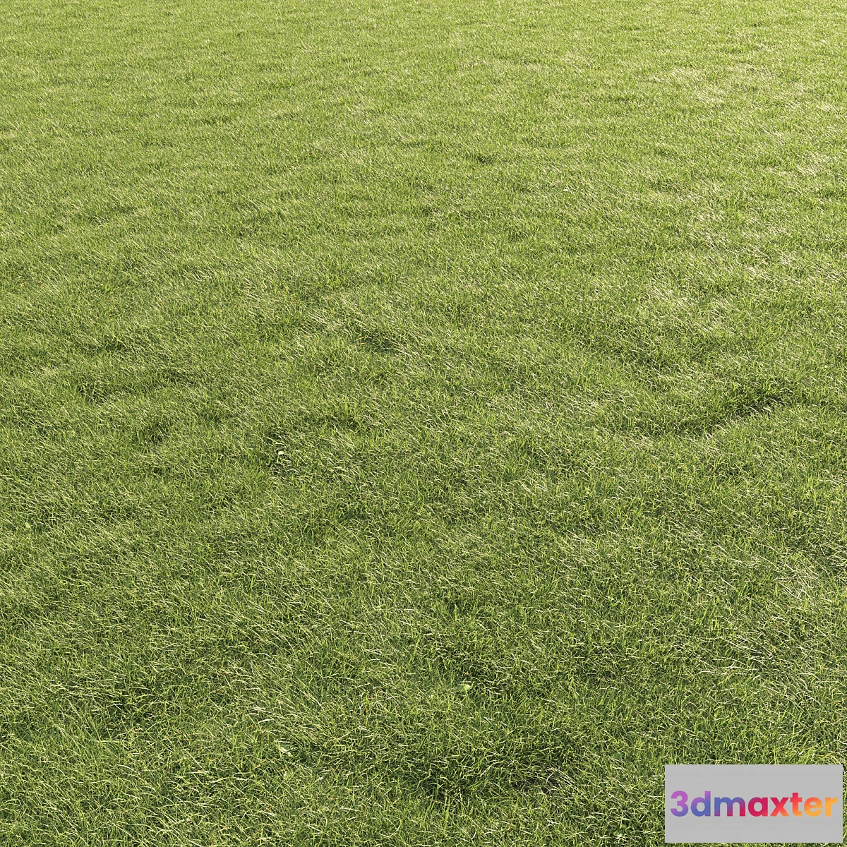 675989 - Lawn Grass 01