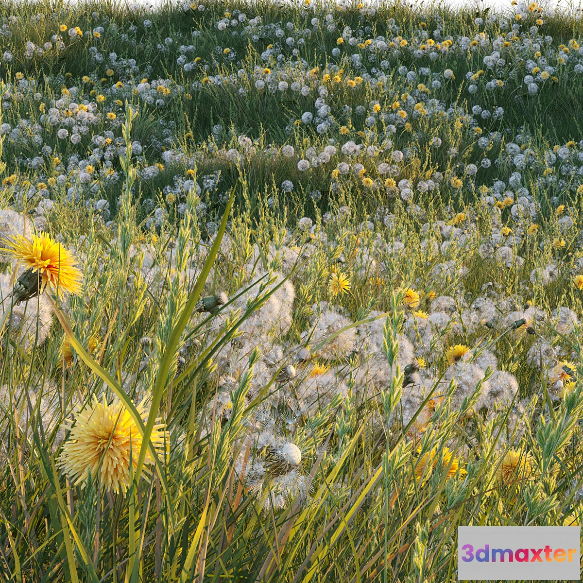 675991 - Spring summer field grass with white and yellow dandelions