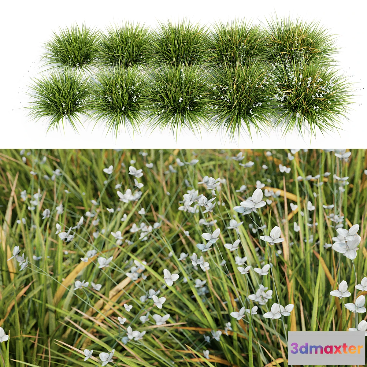 688992 - Libertia Grandiflora - 10 Modular Pieces - No.2