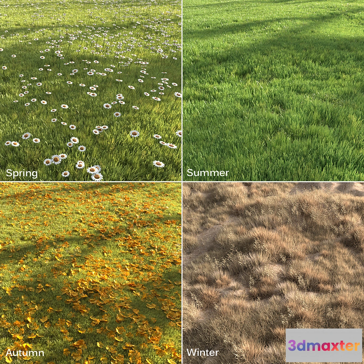 688996 - Four seasons grass