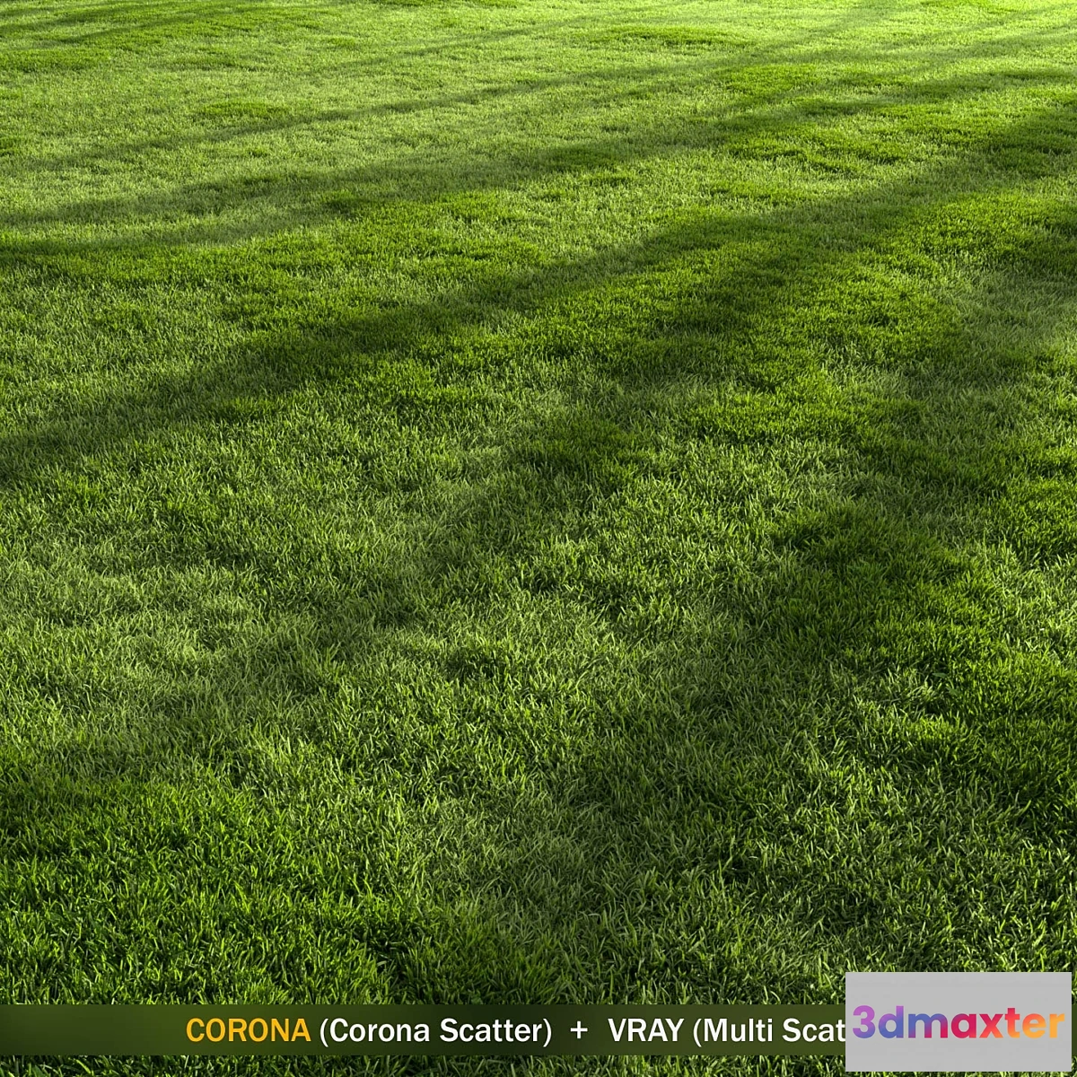 688998 - Forest Grass 2