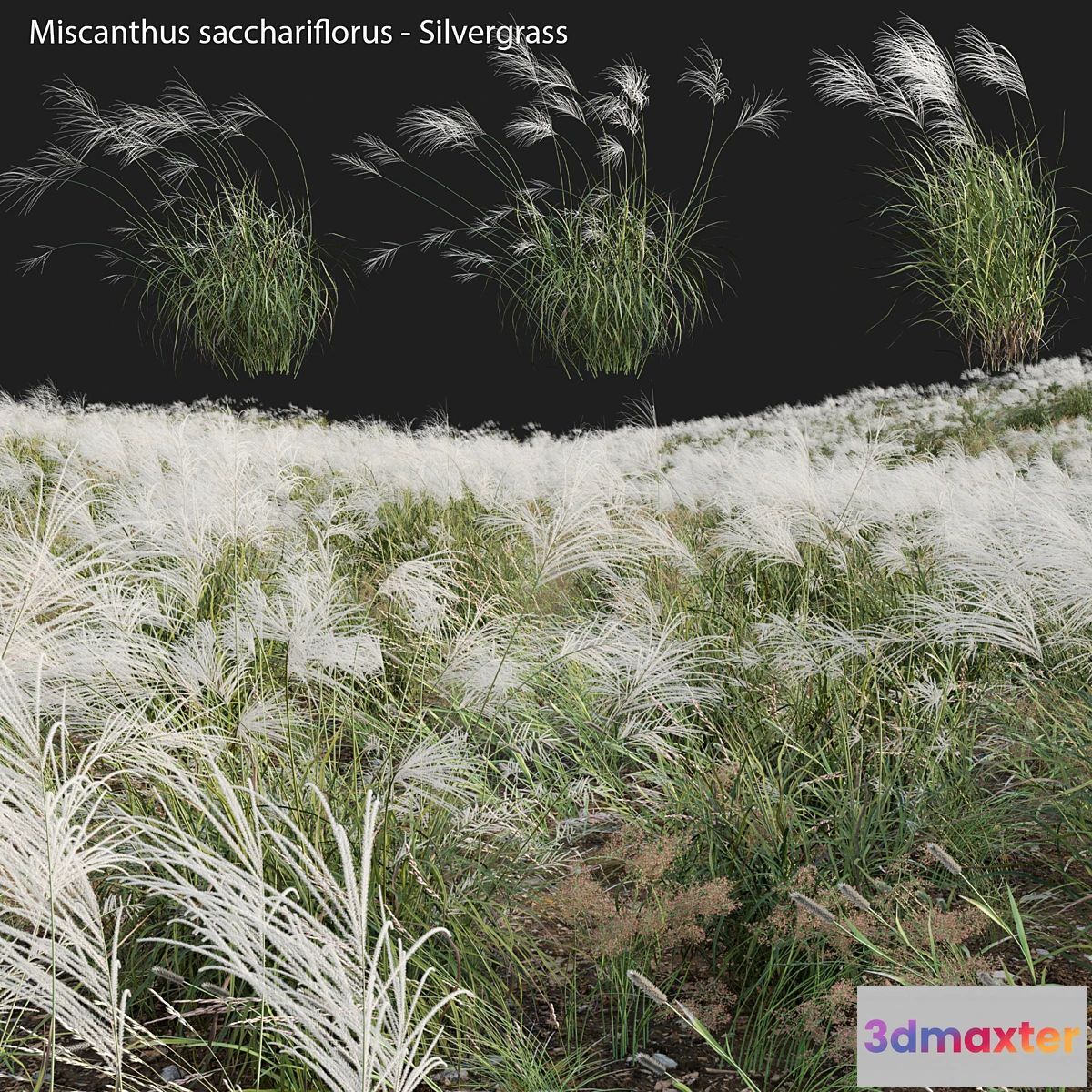 689006 - Miscanthus sacchariflorus - Silvergrass 03