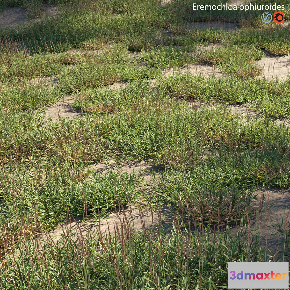 689014 - Eremochloa ophiuroides - wild