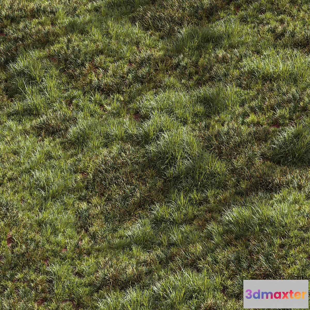 689026 - Meadow Lawn Grassland Set 002