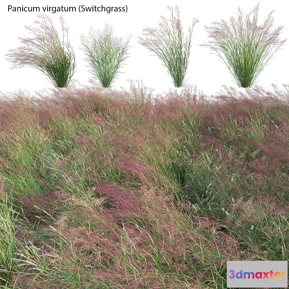 689030 - Panicum virgatum (Switchgrass)