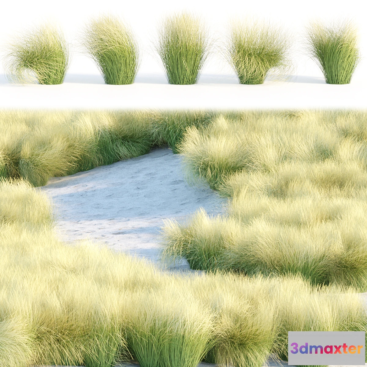 748829 - Maram Grass collection vol 155 - No.2