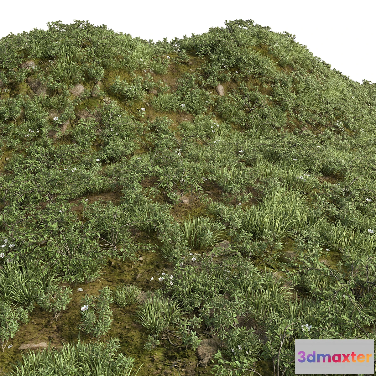 748849 - GRASS COLLECTION FOR LANDSCAPE NO12 - No.2