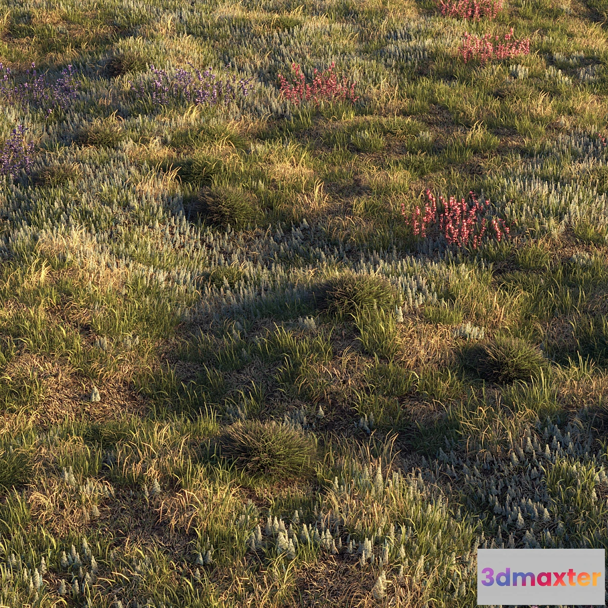 748857 - Field herbs  grass