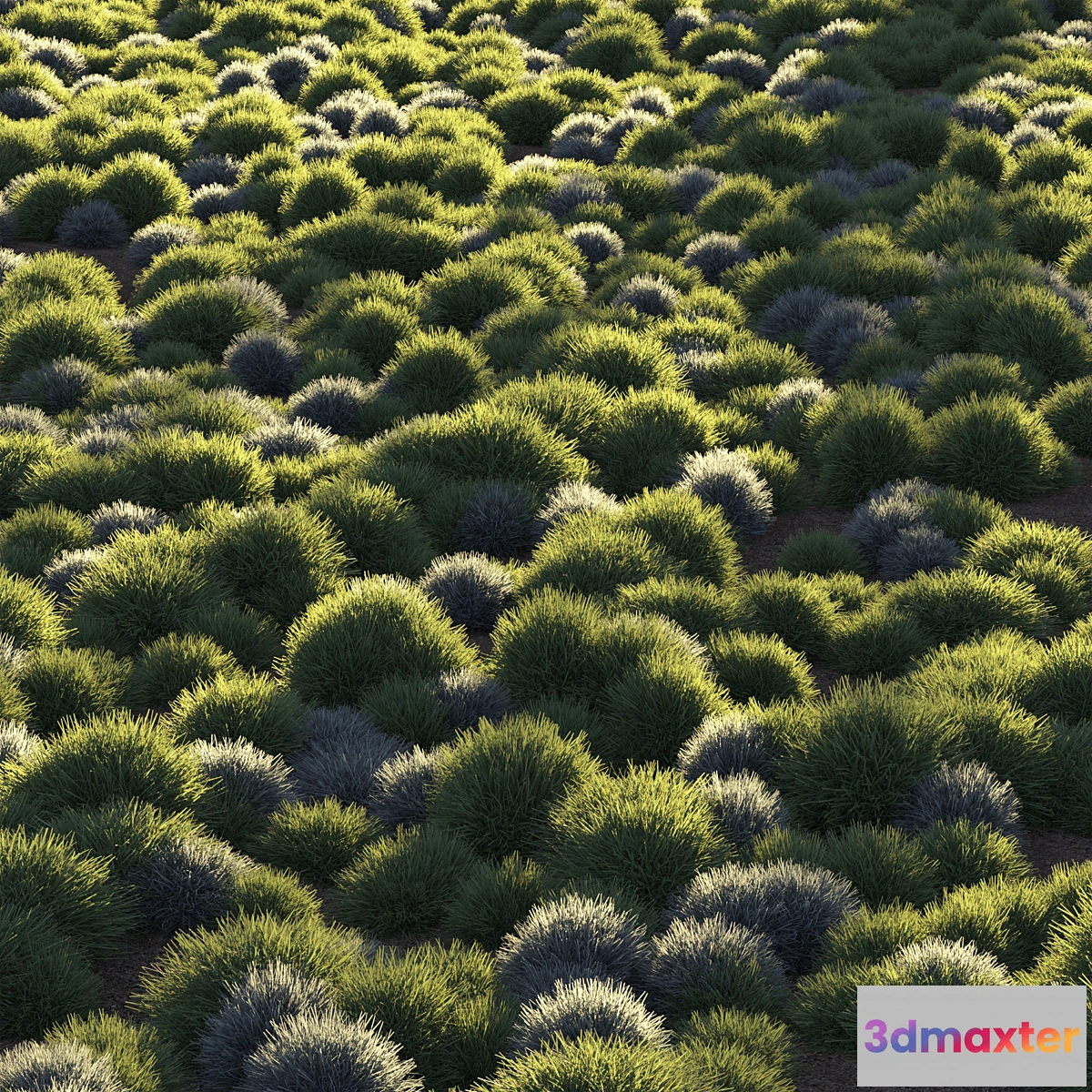 748867 - Round grass