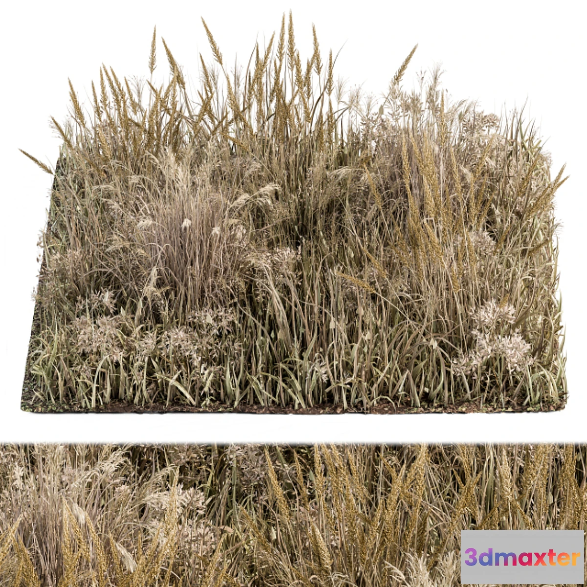 748871 - Wild Grass Dried and Wheat - Grass Set 04