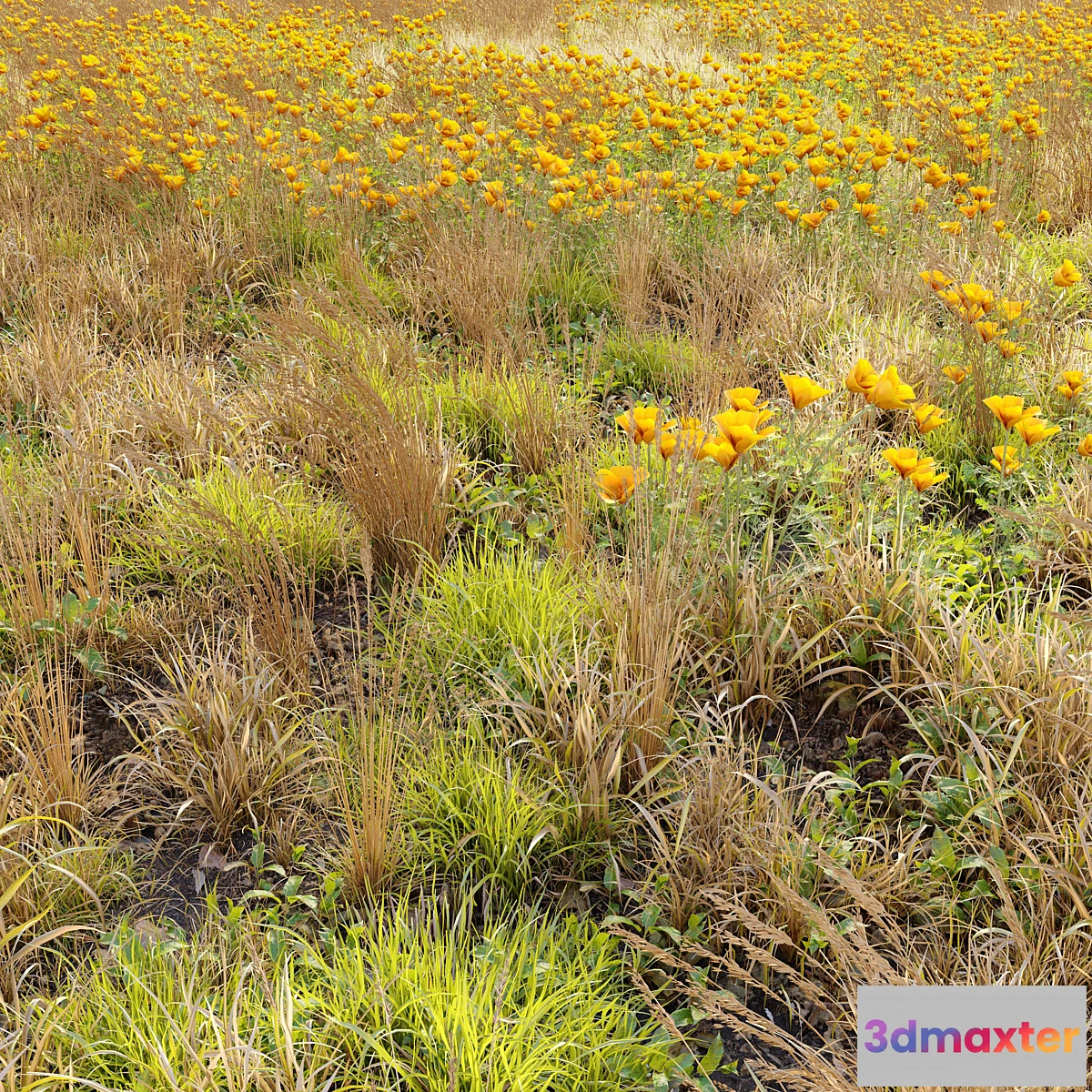 748875 - Meadow 5 - No.2