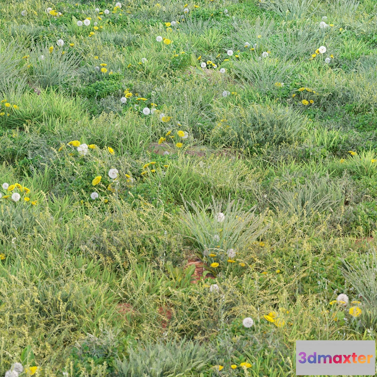 777849 - spring summer grass - No.2