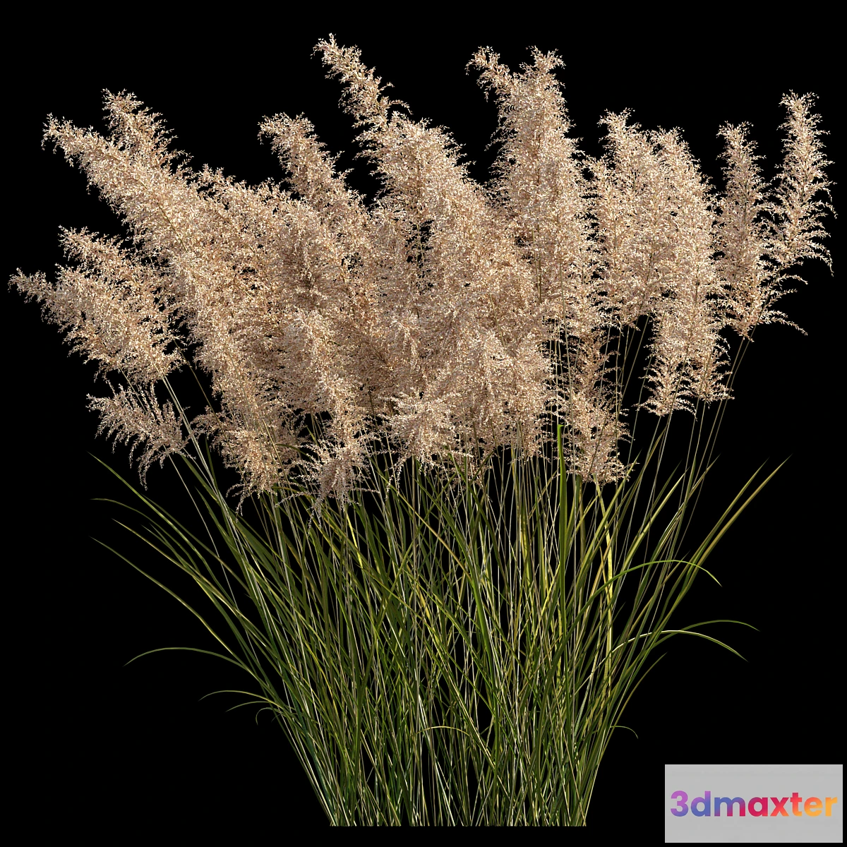 777851 - Pampas grass - No.2