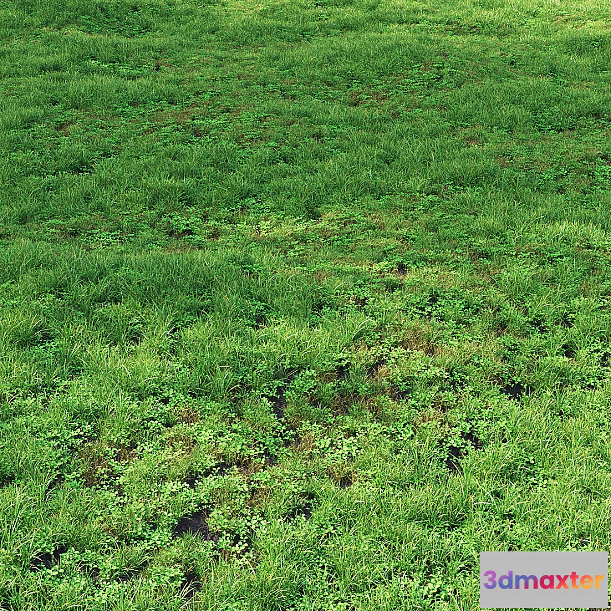 777859 - Summer Grass 01