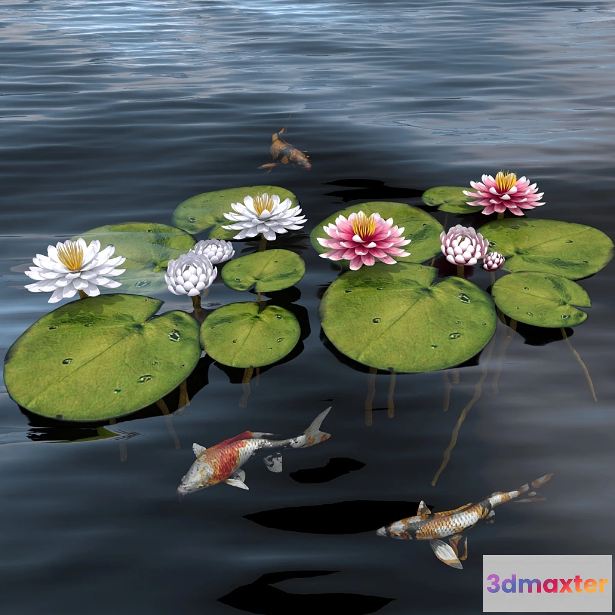 791832 - waterlily 2 - No.3