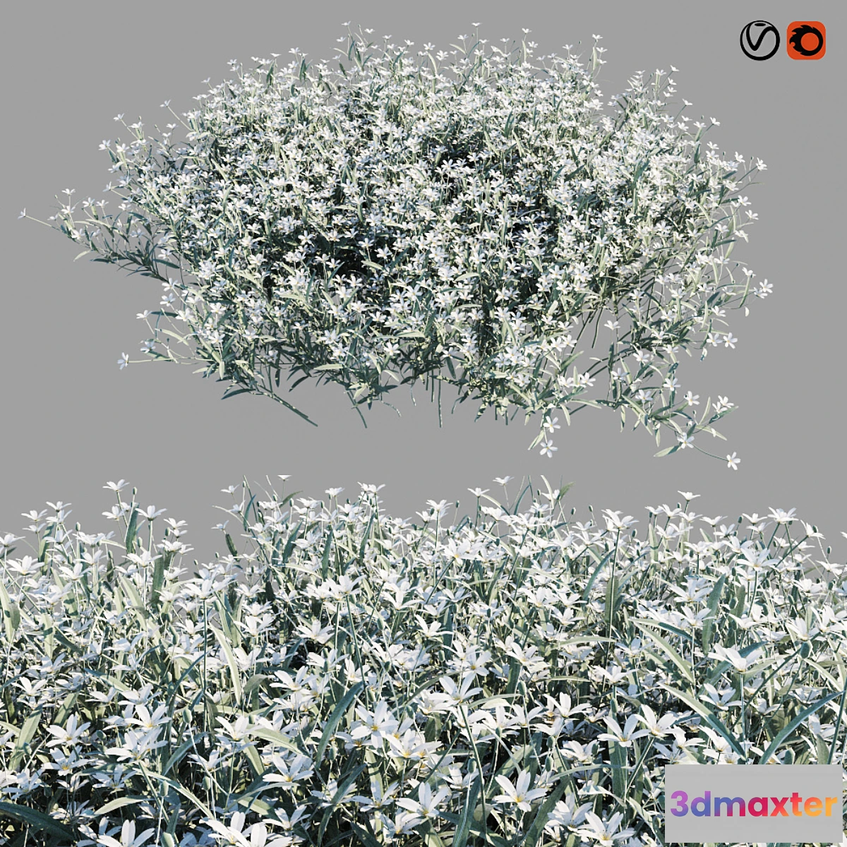 819180 - Cerastium tomentosum