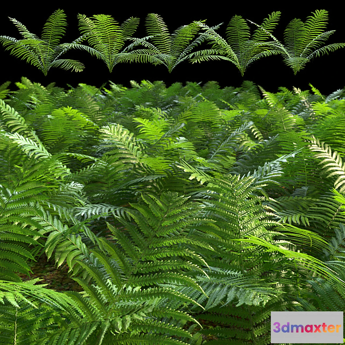 819240 - Set of ferns