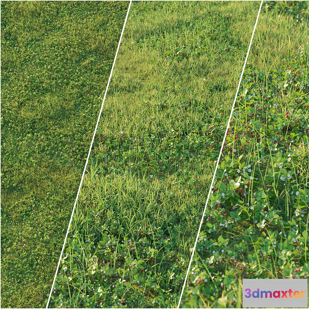 819628 - Strawberry clearing