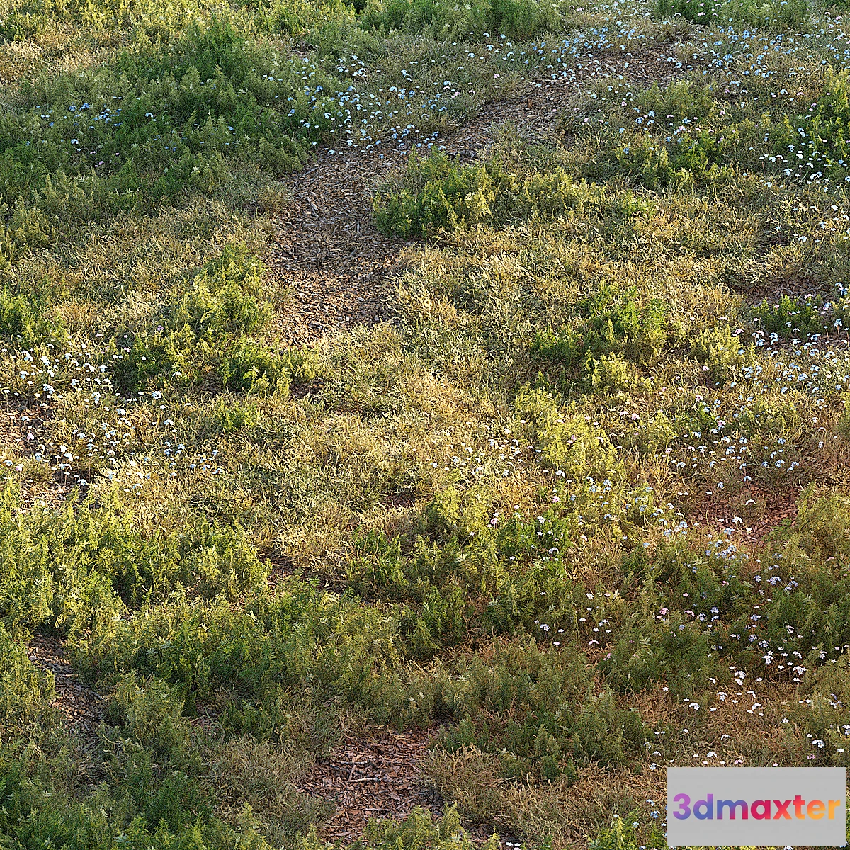 846253 - Forest grass - No.6