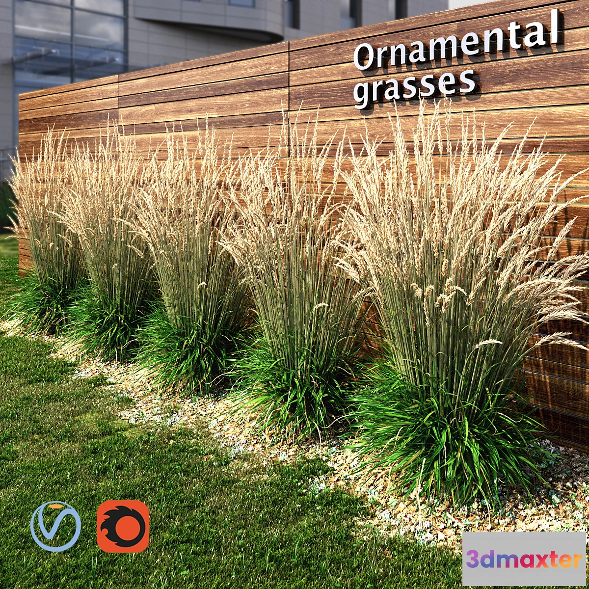 898424 - Ornamental grass dry - No.5
