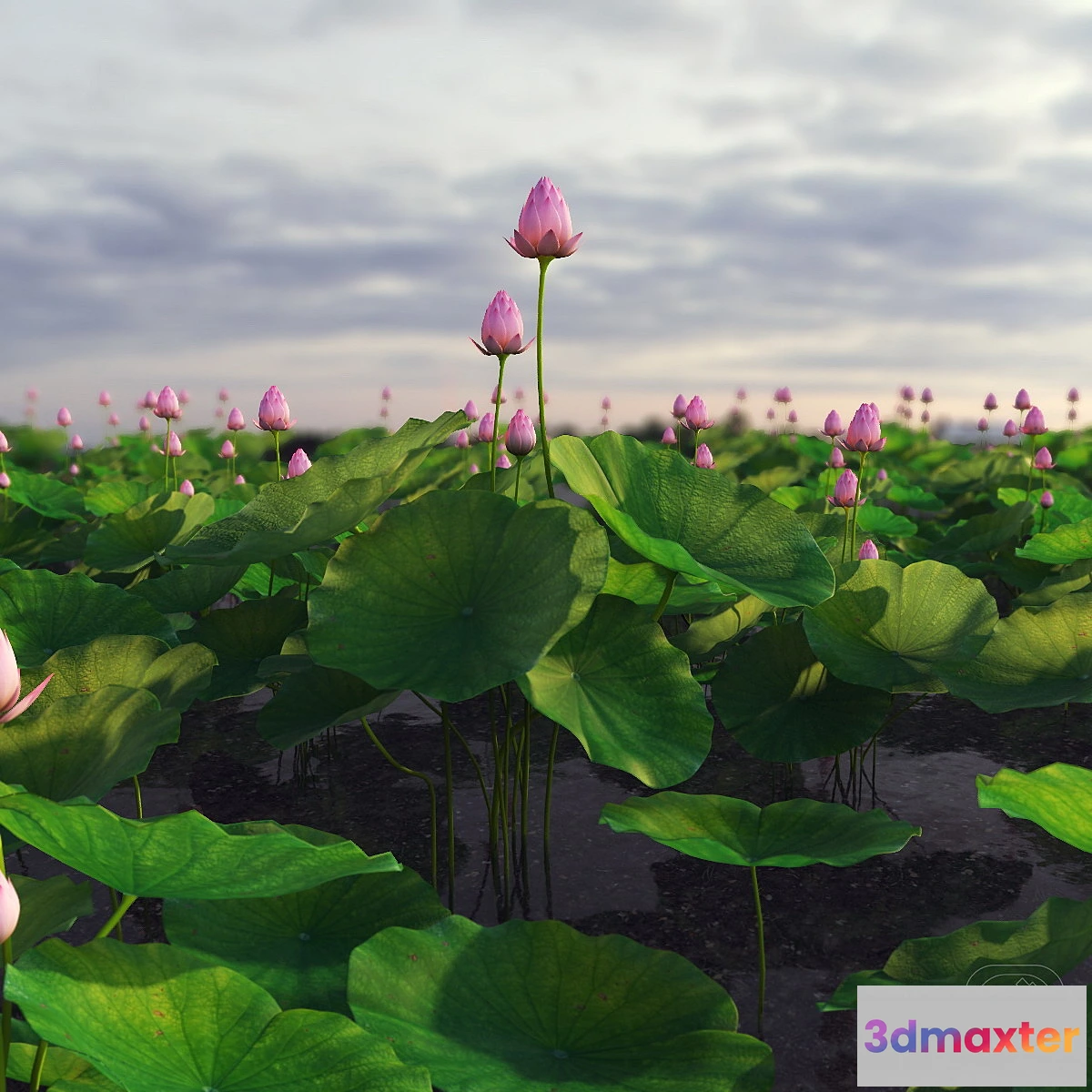 898752 - lotus plant - No.3