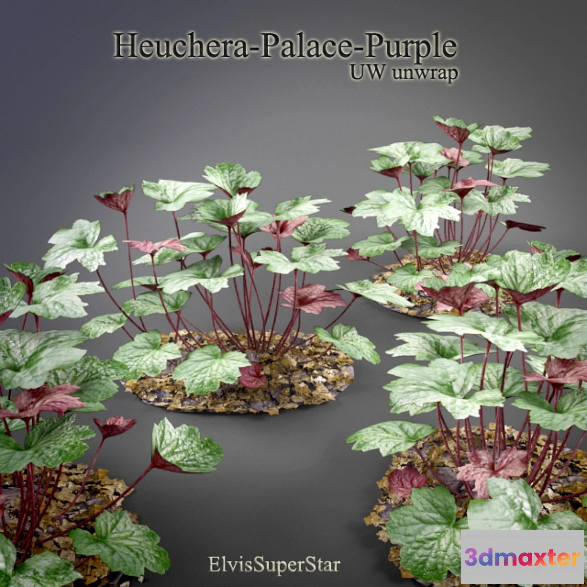 898970 - Heuchera - Palace - Purple - No.2