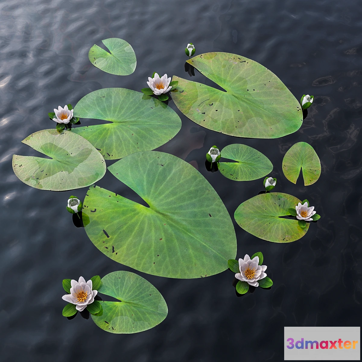 899208 - Water Lily - No.8