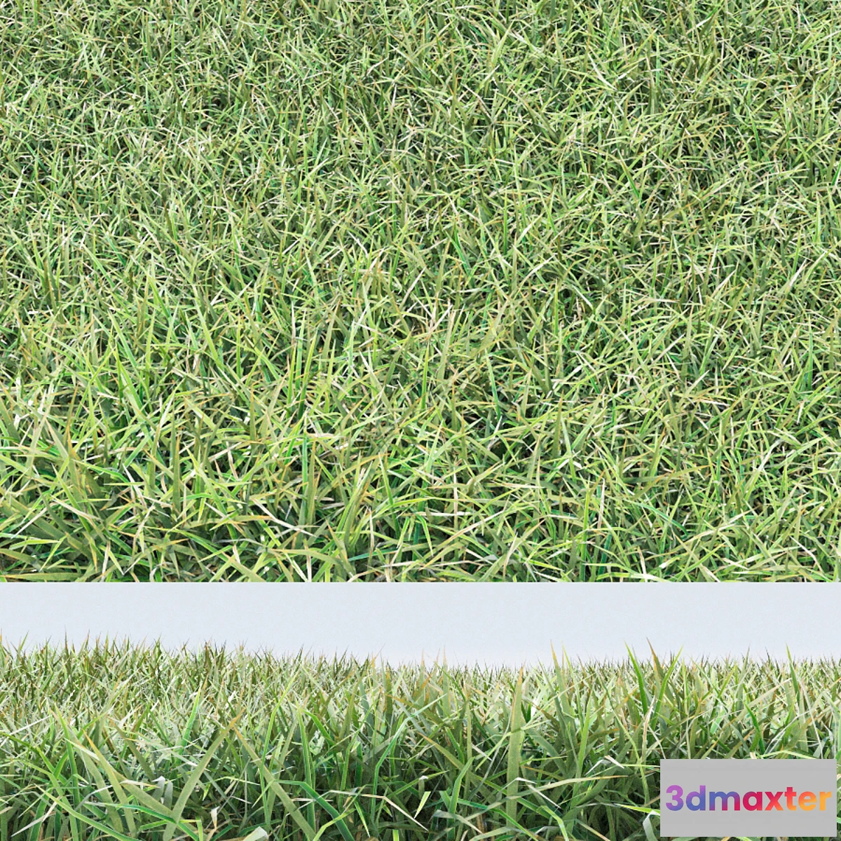 899546 - grass - No.5