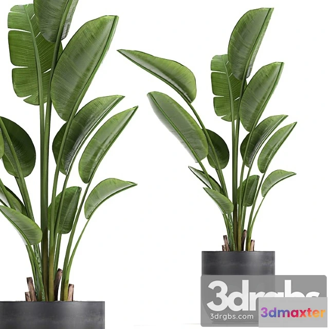 1010640 - A Beautiful Small Indoor Banana Palm In A Black Flower Pot Strelitzia Set 723