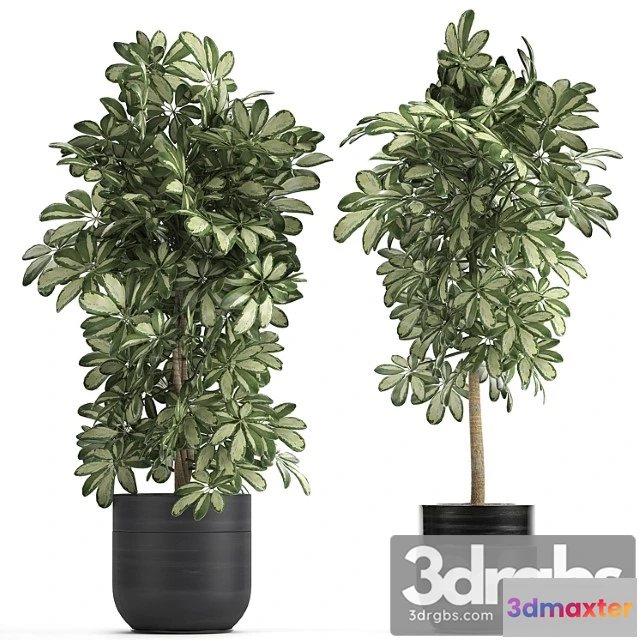 1010642 - A Collection Of Beautiful Little Plants In Black Scheffler Pots Set 765