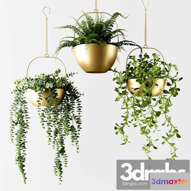 1010658 - Ampel Plants in Bronze Flower Pots