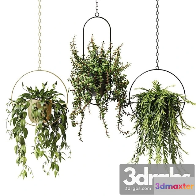 1010660 - Ampel Plants In Hanging Planters Set 13