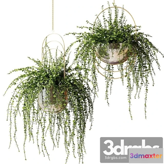 1010664 - Ampelnye Rasteniia V Blestiashchikh Dizainerskikh Kashpo