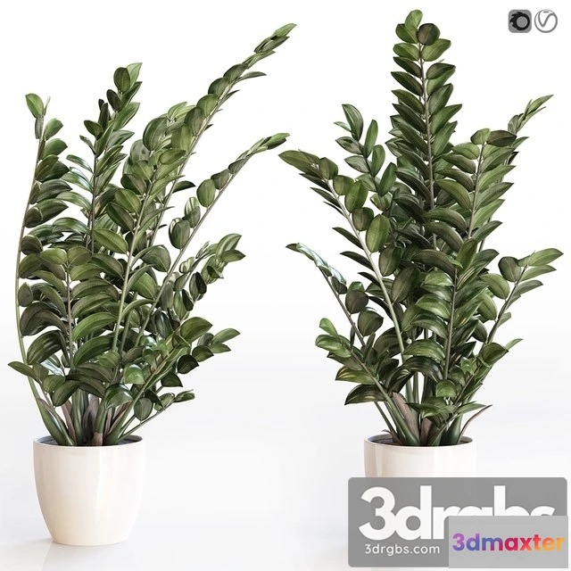 1010668 - Angular Flowerpot Zamiokulkas in a White Vase