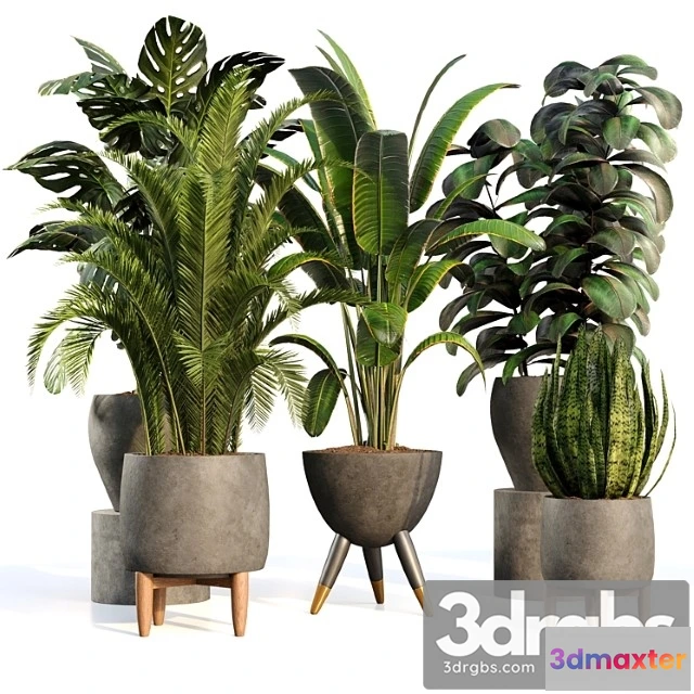 1010686 - Bamboo Censoria Indoor Plant Set 01