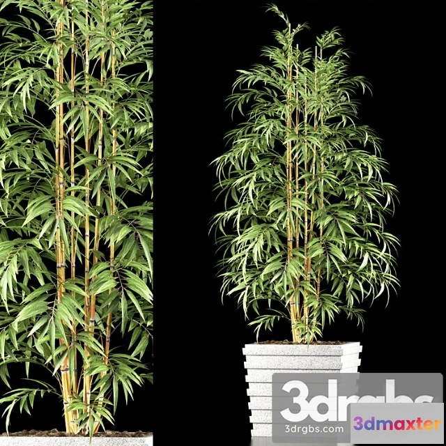 1010688 - Bamboo Plant 61