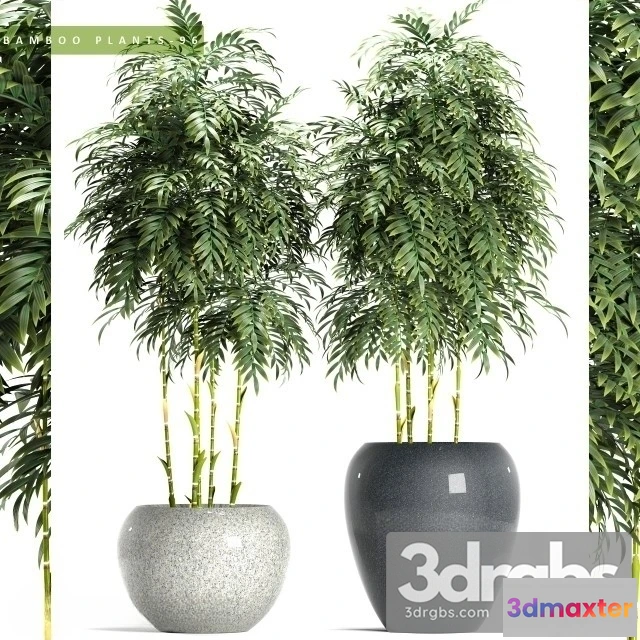 1010690 - Bamboo Plants 96