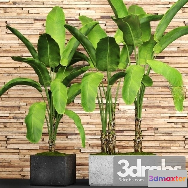 1010696 - Banana Big Set Plant