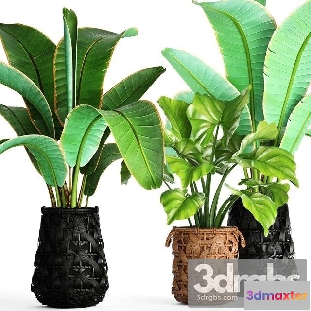 1010698 - Banana Bush