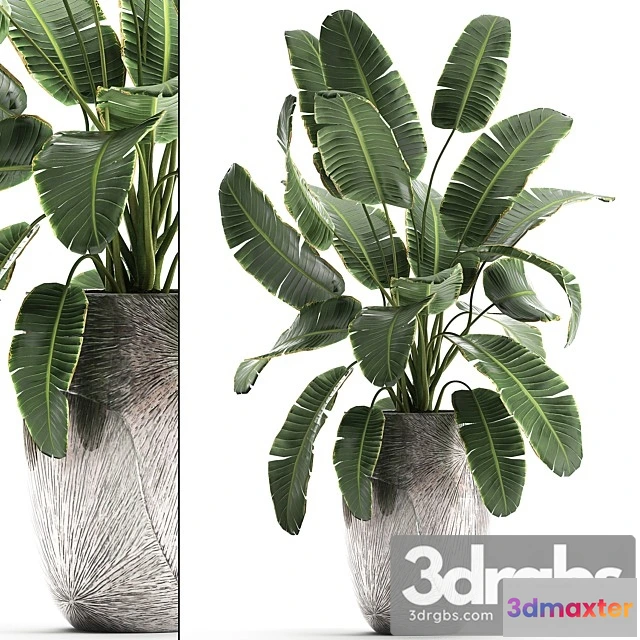 1010700 - Banana Palm 794