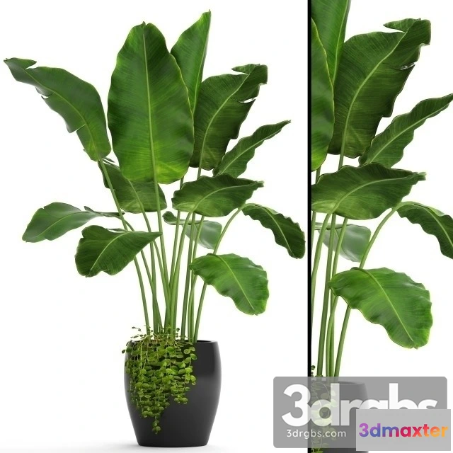 1010704 - Banana Palm Pot