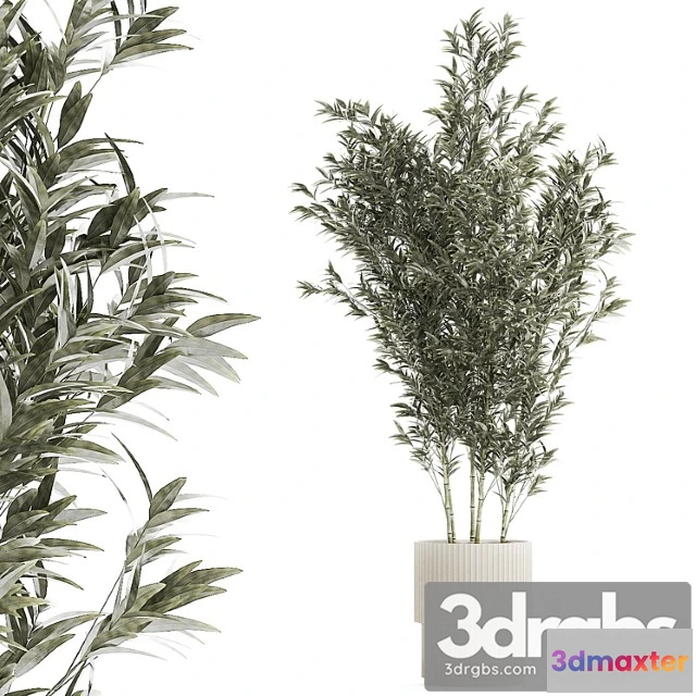 1010712 - Beautiful Bamboo Bush In White Flower Pot Plant Collection 1272