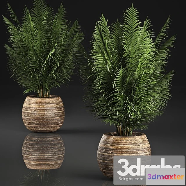 1010716 - Beautiful Decorative Small Lush Palm Bush In Basket 828