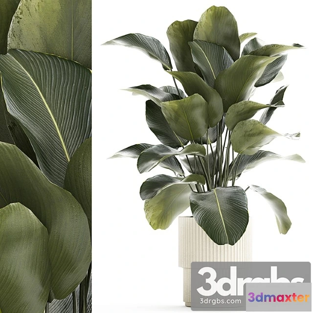 1010720 - Beautiful Exotic Plant In A White Flower Pot Calathea Lutea Strelitzia Bush 1263
