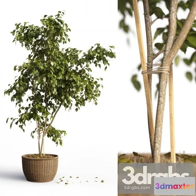 1010728 - Benjamin Plant