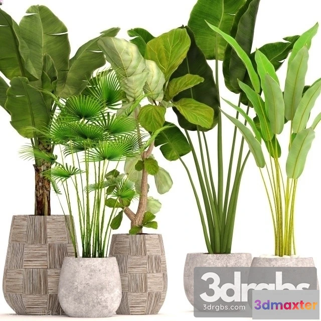 1010732 - Big Set Plant